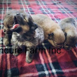 Labrador Retriever and Pomeranian Puppies from Endure Farm Inc