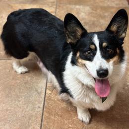 Rue - Pembroke Welsh Corgi
