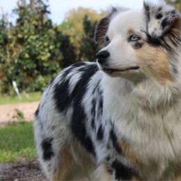Robin - Miniature Australian Shepherd