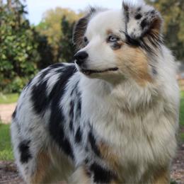 Robin - Miniature Australian Shepherd