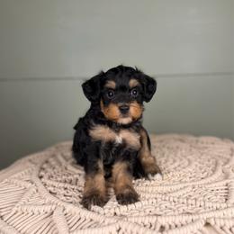 Largo - Tri-color male Bernedoodle puppy in Sweetwater, Florida from Sandy Snout Doodles