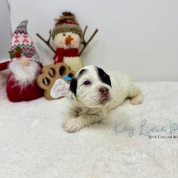 Key Lime Pie - Brown white and tan male Cockapoo puppy in Oologah, Oklahoma from Timber Hills Poodles and Doodles