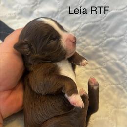 Leía - Red tri female Miniature Australian Shepherd puppy in Denair, California from CenCal Mini Aussies