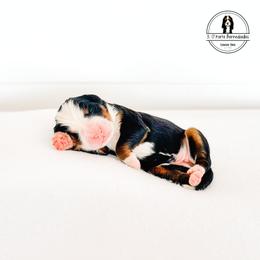 Yellow Collar Female - Spiral - Tri-color female Bernese Mountain Dog puppy in Lebanon, Ohio from 3|17 Korte Bernedoodles LLC