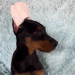 Hyacinth - Black and rust female Doberman Pinscher puppy in Centralia, Missouri from TopSpots Farm