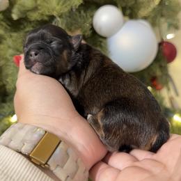 Maple - Brindle female Shih Tzu puppy in Northridge, California from Our ShihTzu Family