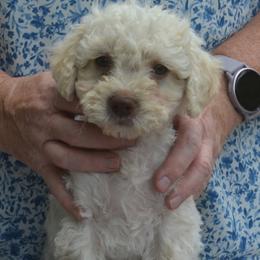 Boy 1 - Off-white male Lagotto Romagnolo puppy in Millbury, Massachusetts from RaceCity