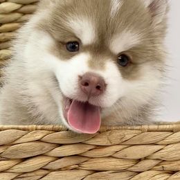 Pomskies from Pawsitively Pomskies
