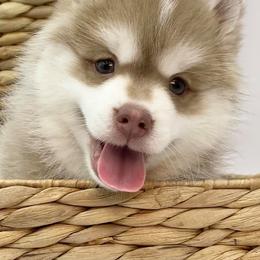 Pomskies from Pawsitively Pomskies