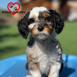 Sophia - Phantom female Goldendoodle puppy in Vacaville, California from Dillon Doodles