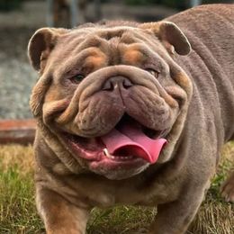 Val - Bulldog