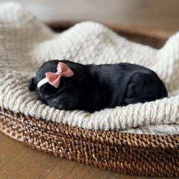 Olive - Black female Cockapoo puppy in Santa Barbara, California from K+C Doodles