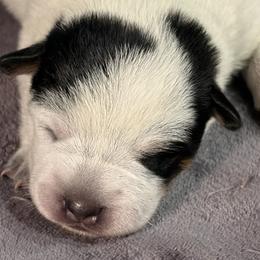 KF2 - Blue mottled female Australian Cattle Dog puppy in Libby, Montana from RnB Cattle Dogs LLC