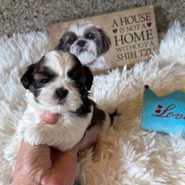 AKC Pickles - Champion Bloodline - Tricolor male Shih Tzu puppy in Long Beach, California from Prieto Shih-Tzu's