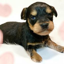 Dorian Small toy teacup - Liver male Miniature Schnauzer puppy in Kentucky from Mrs Bs Teeny Schnauzers & Doodles