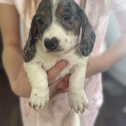 Dachshund Puppies from Ranchy Doxies