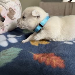 Blue - White male West Highland White Terrier puppy in Boaz, Alabama from Creekside Westies