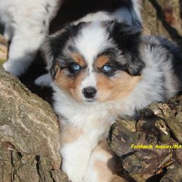 Gandalf - Blue merle Miniature American Shepherd puppy in Hillsdale, Michigan from Faithwalk Aussies and Mini American Shepherds