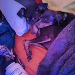 Miniature Pinscher Puppies from NutMeg Min Pins