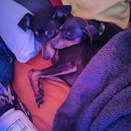 Miniature Pinscher Puppies from NutMeg Min Pins