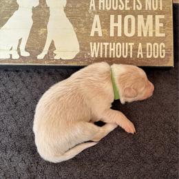 Green Collar - Gold male Border Collie puppy in Gadsden, Alabama from Collie Wood Hills