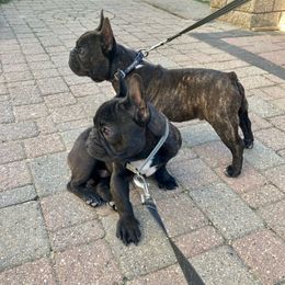 French Bulldog Puppies from Migos Frenchies
