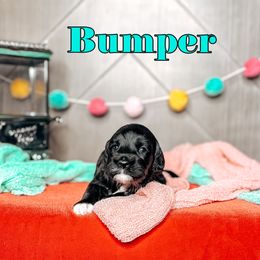 Bumper - Black and chalk male Australian Labradoodle puppy in Decatur, Alabama from Southern Meadows Doodles
