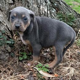 Girl 6 - Blue female Catahoula Leopard Dog puppy in Gadsden, Alabama from Rich Cat’s