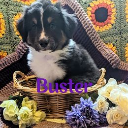 Australian Shepherd Puppies from Sage House Pups