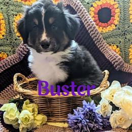 Australian Shepherd Puppies from Sage House Pups