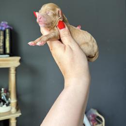 Medusa - Red female Cavapoo puppy in Spring Hill, Florida from Parisian Puppies