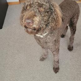 Chase - Goldendoodle