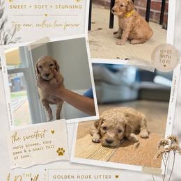 Yellow - Apricot male Goldendoodle puppy in Spring, Texas from The Doodle Den