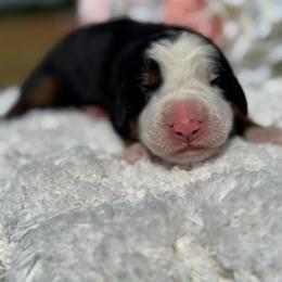 Girl 3 - Black rust and white female Bernese Mountain Dog puppy in Broxton, Georgia from Faith’s Bernese