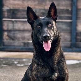 Dutch Shepherds from Lisa's dutchies