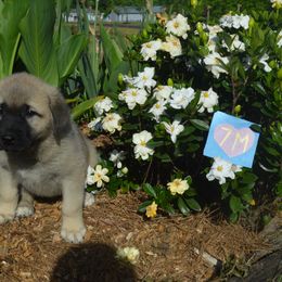 Boy 2 - Fawn Anatolian Shepherd Dog puppy in Black, Alabama from Pine Meadows Farm