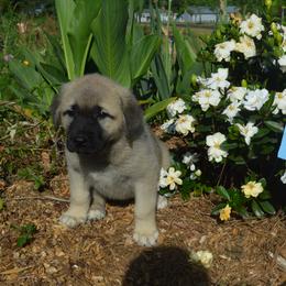 Boy 2 - Fawn Anatolian Shepherd Dog puppy in Black, Alabama from Pine Meadows Farm
