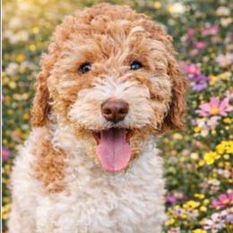 Hope - Brown and white female Bernedoodle puppy in Marion County, Ohio from Hatten Homestead Kennels