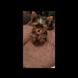 Yorkshire Terrier Puppies from Jill Brown