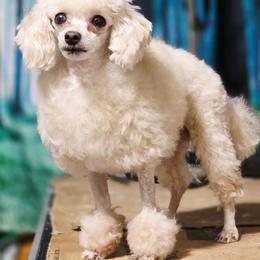 Dunkin - Poodle