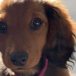 Dachshunds from Hadley Hounds