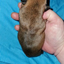 Boy 2 - Fawn French Bulldog puppy in Wattsburg, Pennsylvania from Triple J Frenchies