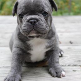 French Bulldog Puppies from North Coast Frenchies