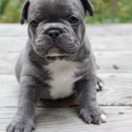 French Bulldog Puppies from North Coast Frenchies