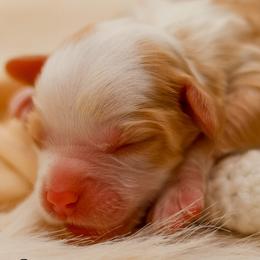 Bubbles - Caramel cream female Australian Labradoodle puppy in Redding, California from Shasta Royal Monroe Puppies