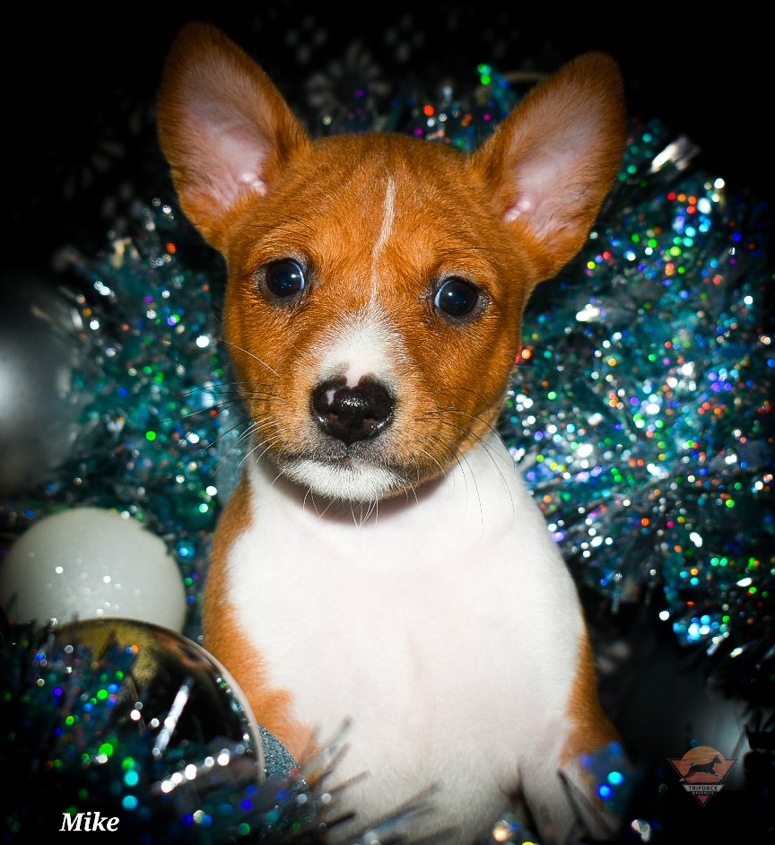 Mike - Red and white male Basenji puppy in San Diego, California from Triforce Basenjis