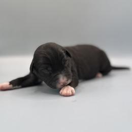 Boots - Black & white male Australian Shepherd puppy in New Boston, New Hampshire from Painted Pup Australian Shepherds