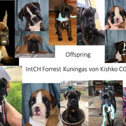 Boxer Puppies from Cadogans Boxers