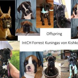 Boxer Puppies from Cadogans Boxers