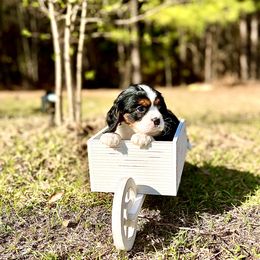 Cavalier King Charles Spaniel Puppies from Ohana Cavalier King Charles Spaniels